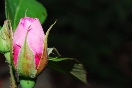 beautiful fresh pink rose in the springの写真素材