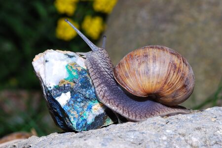 snail crawling on rock minerals azuriteの写真素材