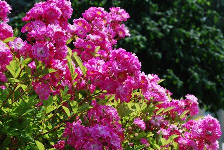many pink flowers in the garden and springの写真素材