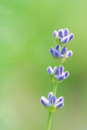 beautiful fragrant purple lavender in the summerの写真素材
