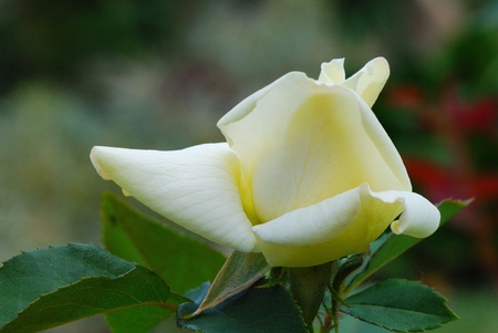 fresh beautiful bright yellow rose garden in the summerの写真素材