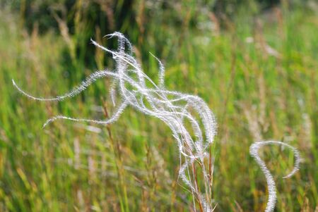 beautiful white soft spring grass in the wind and naturalの写真素材