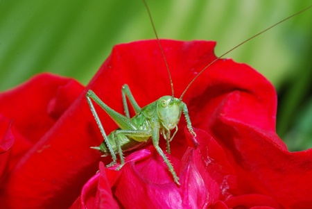 gruener grasshopper sits on a red rose and looks