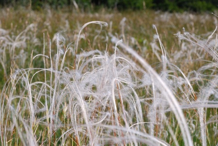 nice soft spring grass in the natural and pentecostの写真素材