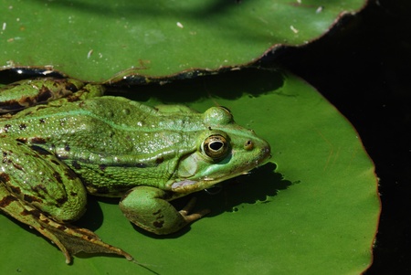 green frog sitting on lily pad in the pond