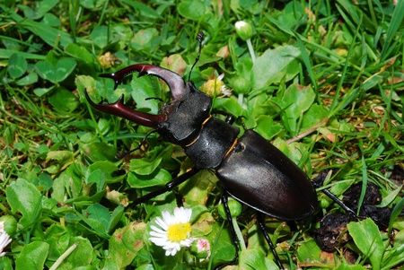 large stag beetles crawling in the high grass