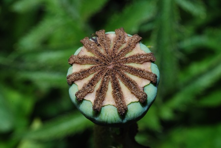 mature poppy seeds in garden and summerの写真素材