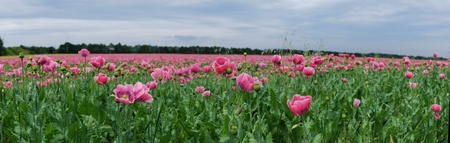 panoramic view of pink poppy field in summerの写真素材