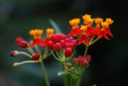 orange red flower from the large rain forest viewの写真素材