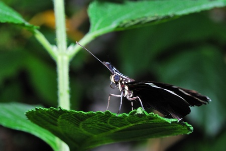 beautiful large black butterfly sits on leaf in rainforestの写真素材