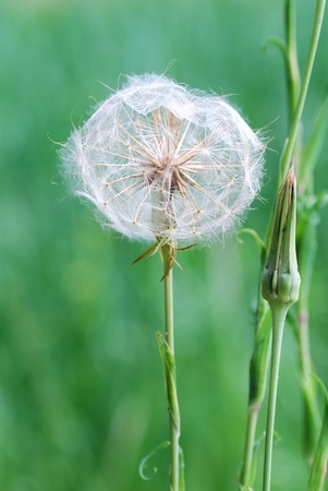 nice big white blowball on a field in the naturalの写真素材