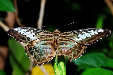 nice big colorful butterfly is sitting on leaf in rainforestの写真素材