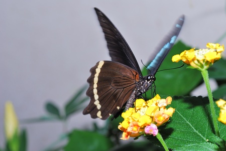 large brown butterfly on yellow flowersの写真素材