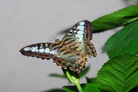 big beautiful colorful butterfly sits on a blade of grassの写真素材