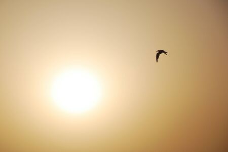 bird flies in the summer against the sunrise in holiday