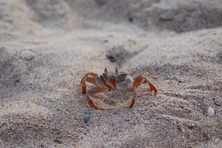 small shrimp crawling on the sand beach vacation in the sun