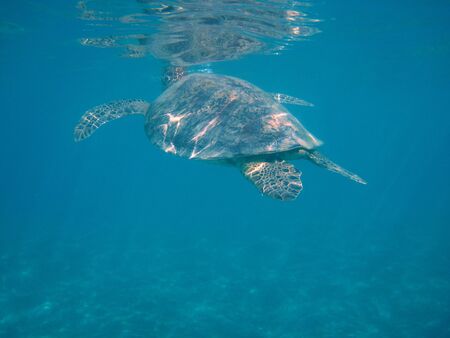 sea turtle dives to get air to the surfaceの写真素材