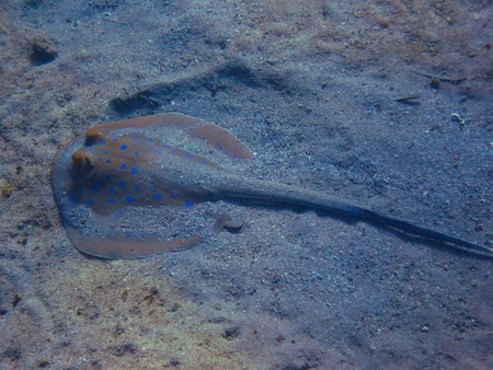 beautiful large blue spotted stingray in the sand on the sea floorの写真素材
