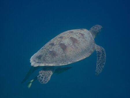 turtle emerges from the sea air to get to the sea surface