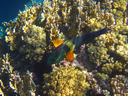 large colorful colorful fish between coral