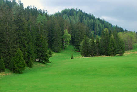 lush green forest meadow in the mountains and summerの写真素材