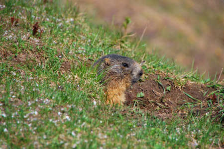 dear little marmot looks out of the building in the grass and spring