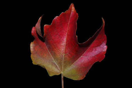 beautiful big red yellow autumn leaf on a black background