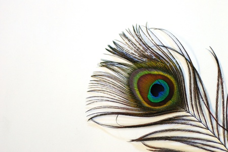 shining brightly colored colorful peacock feather on white background in large viewの写真素材