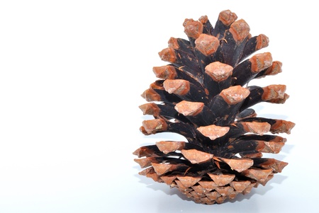 beautiful large open pinecone on white background rightの写真素材