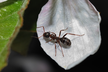 black brown ant is sitting on a white flower