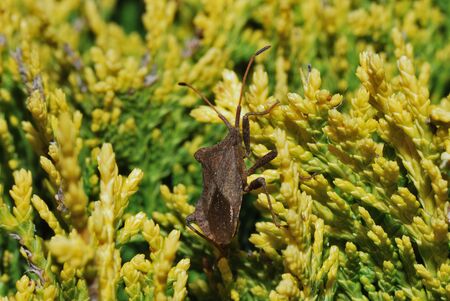 small brown bug beetle in yellow green shrub in the spring