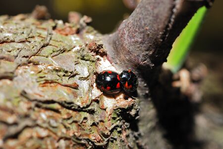 two small red black beetle sitting on a tree in springの写真素材