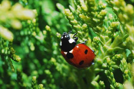 small red black ladybug in a shrub in garden and springの写真素材