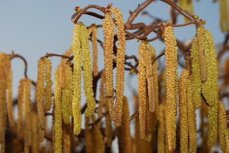 detailed view of a corkscrew shrub with many kittensの写真素材