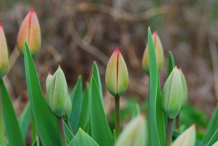 fresh red tulips in the garden still closed and springの写真素材