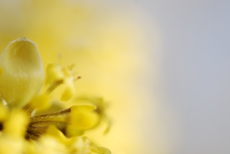 beautiful fresh yellow bloom of the spring shrub blursの写真素材