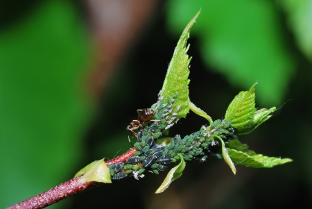 many aphids and ant on a branch of birch in the spring oblique viewの写真素材
