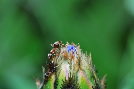 small brown ant closed blue cornflower in the springの写真素材