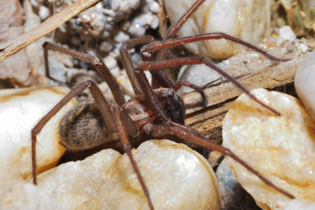 huge brown spider with long legs in the sun on many stones