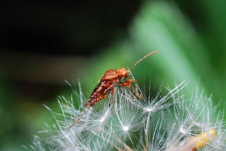 small red beetle sits on a blowball in the sun in the springの写真素材