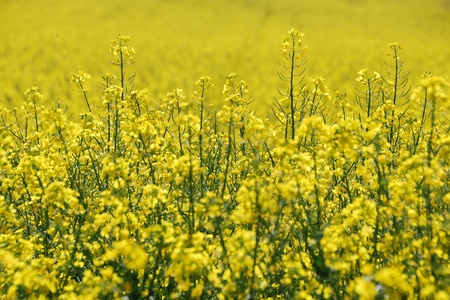 nice fresh yellow canola field in springの写真素材