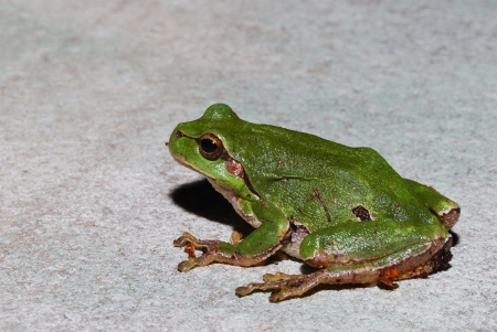 small green frog sitting in the sun on a white granite stone size viewの写真素材