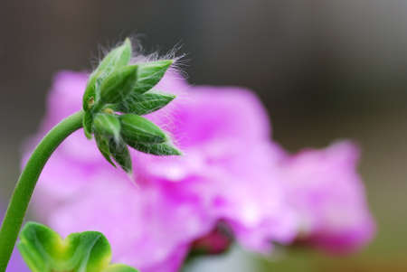 fresh green still closed flower in the garden and springの写真素材
