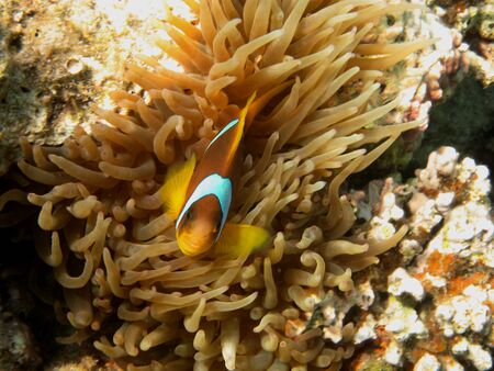 one anemone fish looks upの写真素材