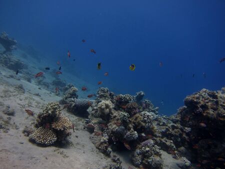 many small and large colorful coral in the Red Sea at the basic