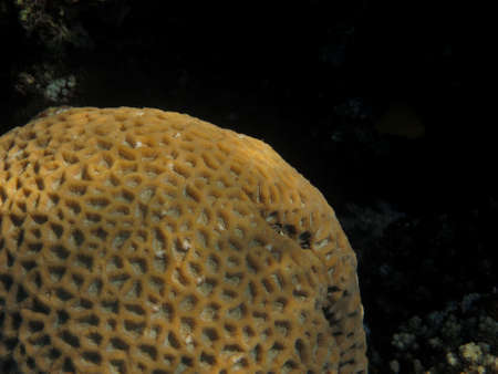 nice big giant coral pattern in the red sea