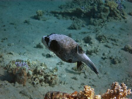 small mask pufferfish swims in the red sea