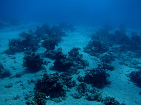 many individual coral on the sea floorの写真素材
