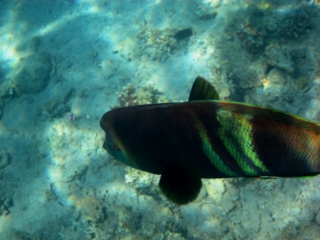beautiful big colorful green fish in the sea
