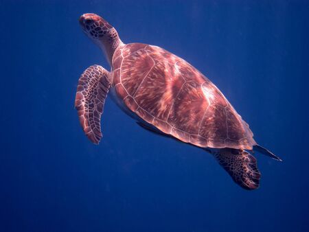 large sea turtle in the blue sea view close